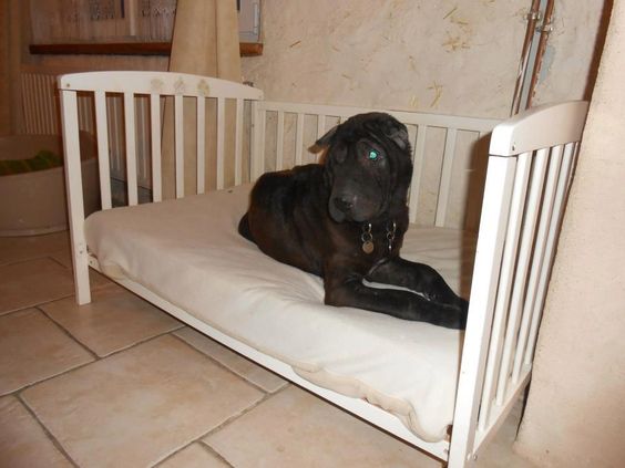 lit bebe couchette pour chien